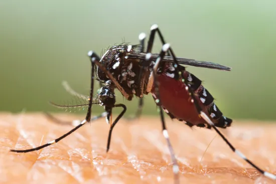mosquito
