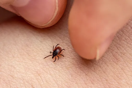 photo of ticks
