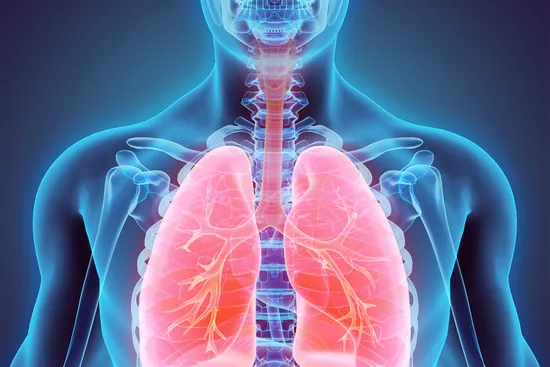lungs and upper airway anatomy